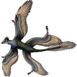 Microraptor - Cretaceous Dinosaur - Spirit Stone
